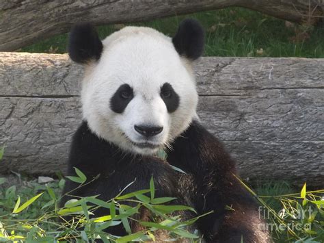 Smiling Giant Panda Photograph By Lingfai Leung