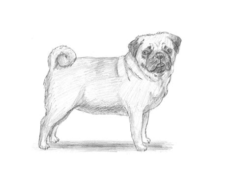 Learn how to draw pug dog leave the comments for your request about the news lesson! Dog (Pug) | animalstodraw