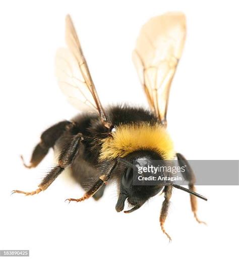 Flying Bumblebee White Background Photos And Premium High Res Pictures