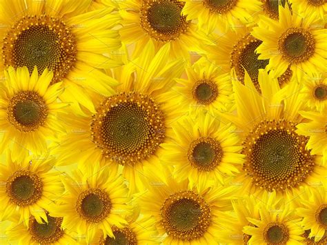 Sunflowers Patterned Background High Quality Abstract Stock Photos