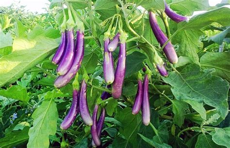 To find out, click here! Eggplant Farming (Brinjal) Information Guide | Asia Farming