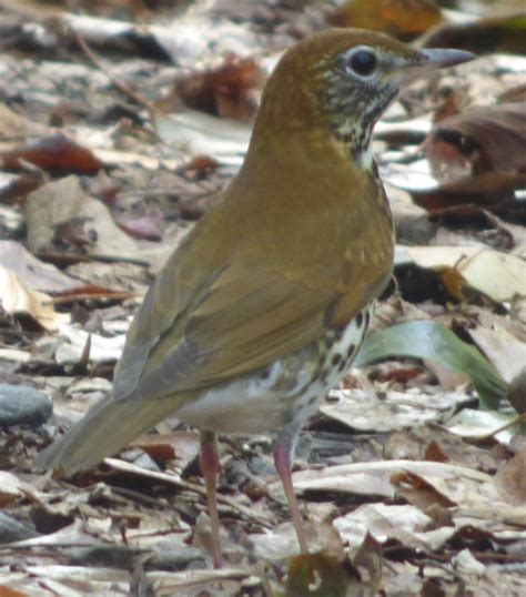 Wood Thrush Help Me Identify A North American Bird Whatbird Community