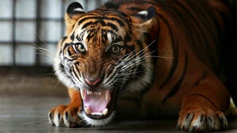 Indonesian Tiger Trade Goes Digital