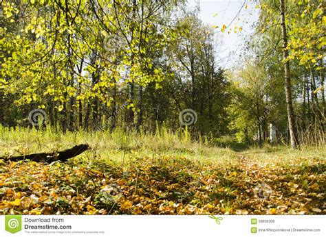 Sunny Day In Autumn Forest Stock Image Image Of Outdoor 59936309