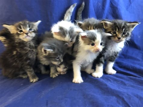 Pin on Maine Coon Cats