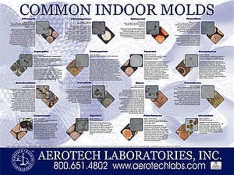 Unlike mildew that grows outside, indoor mildew isn't seasonal. Video: Detoxification from mold exposure