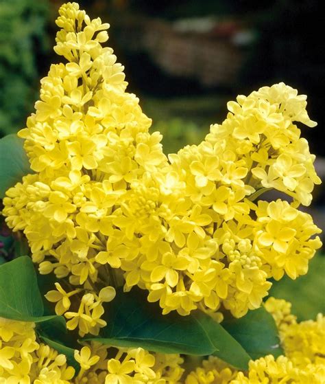 A Rare But Outstanding Variety Of Fragrant Lilac Primrose Has Large Fully Double Yellow