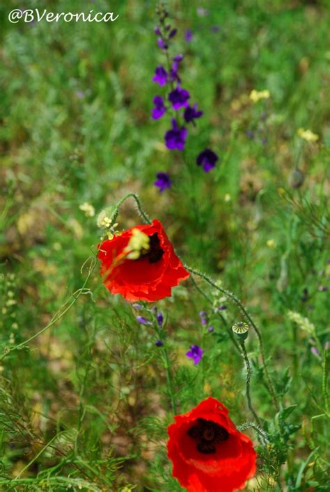 Veroniques Photos Camp De Flori Flowers Field