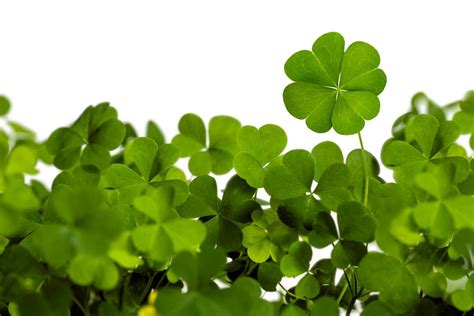 Clover Is Edible Nutrition Health Journal