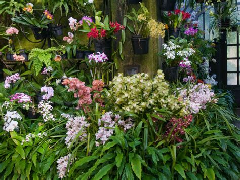 How To Grow Orchids Indoors World Of Flowering Plants