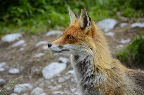 Foto Gratis Fox Vulpes Vulpes Para Descargar Freeimages