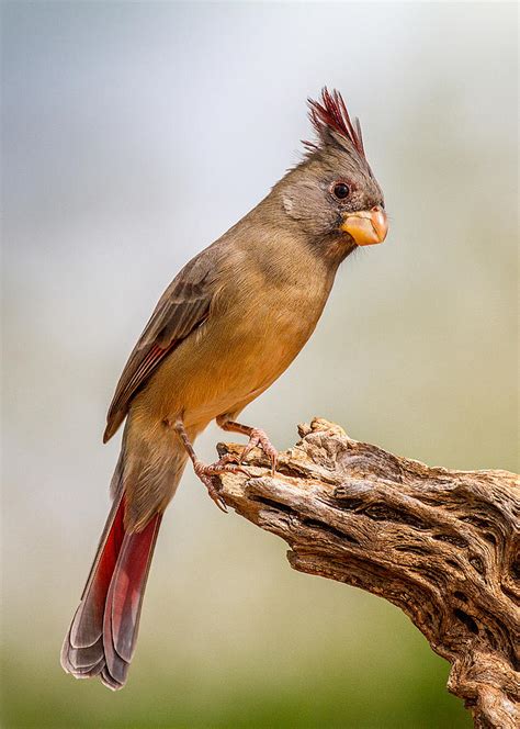 Female Pyrrhuloxia Photograph By Danny Pickens