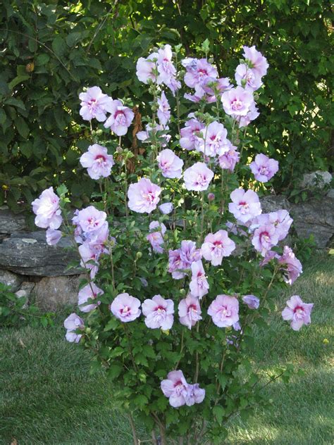 Rose Of Sharon Mommy Had 2 Of These In Her Yard I Want To Plant One In Memory Of My Mom Rose