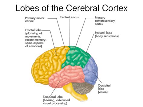 Researchers Study The Link Between Malformations Of The Cerebral Cortex