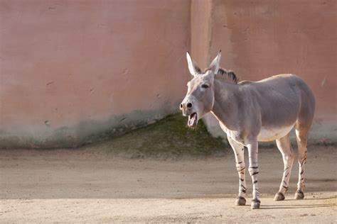 African Wild Donkey Zoo Hannover The Wasp Factory Flickr