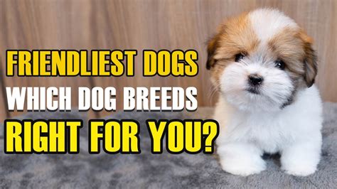 Top 10 Friendliest Dog Breeds And Which Dog Breeds Right For You New