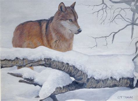 Winter Wolf By Terry Isaac 9 X 12 At The Terry Isaac Gallery In