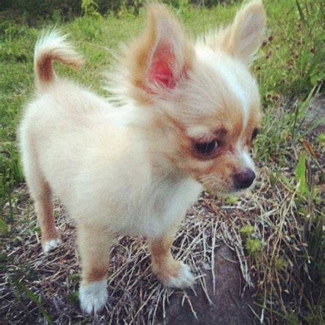 Check spelling or type a new query. Best 25+ Long haired chihuahua puppies ideas on Pinterest | Chiwawa breeds, Chiwawa and Next day ...