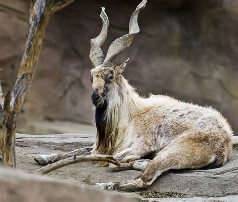 Markhor animal eat grass and leaves pakistan national animal is active early in the morning and late in the afternoon. Markhor - national animal of Pakistan | ©2008 LSC All ...