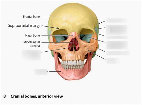 Cranial Bones Anterior View Diagram Quizlet