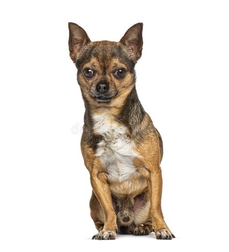 Sentado Velho Chihuahua Gritando Isolado Imagem De Stock Imagem De