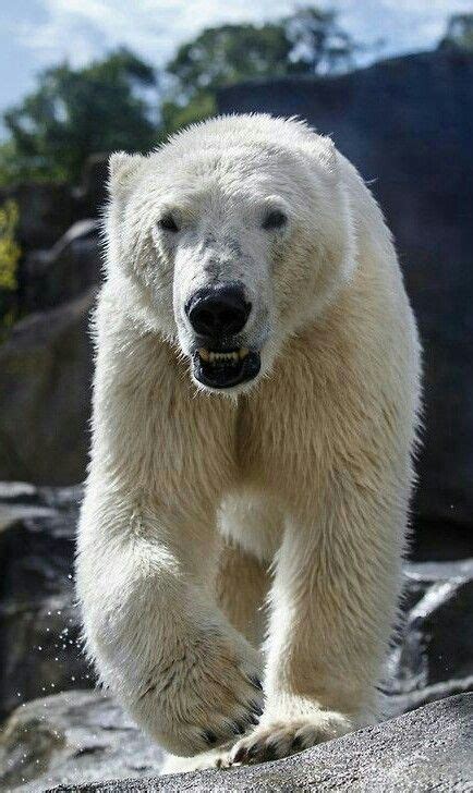 Beautiful Big Polar Bear Polar Bear Grizzly Bear Ursus