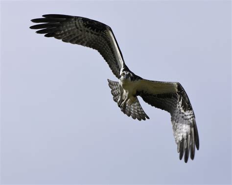 Wallpaper Pandion Haliaetus Osprey Bird Birding Prey Fish Hawk