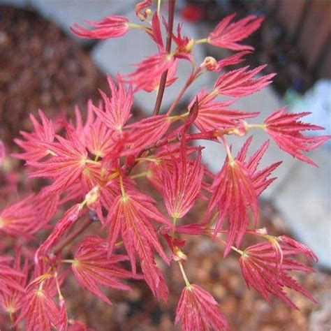 Acer Palmatum Wilsons Pink Dwarf Japanese Maple