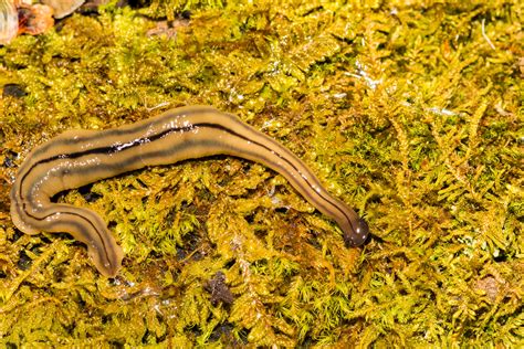 Invasive Foot Long Worm That Is Essentially Immortal Found In