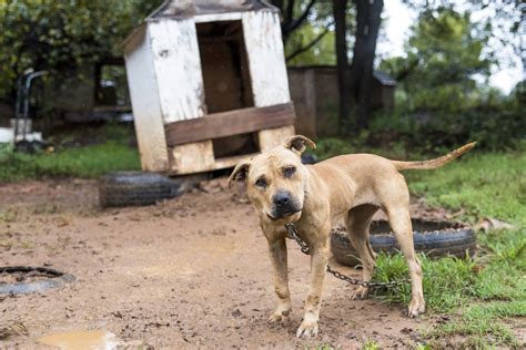 Aspca Helps Save 23 Dogs From Alleged Dog Fighting Ring Property