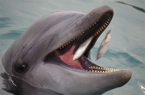 They are marine mammals, and they are carnivores. What do dolphins eat? - All Pets Need