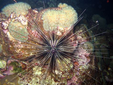 Sanc2440 Long Spined Sea Urchin Diadema Antillarum Image Flickr
