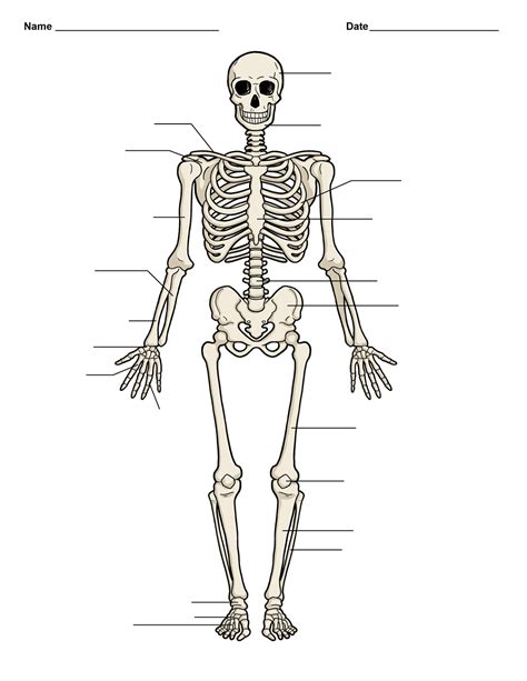 Diagram Of The Human Bones