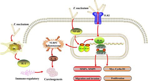 Frontiers Involvement Of Fusobacterium Nucleatum In Malignancies