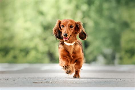 Long Haired Dachshund What To Know About This Stunning Dachshund All