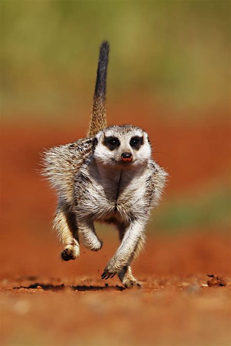 Kalahari Meerkat Animals Wildlife Pinterest Runners I Love And