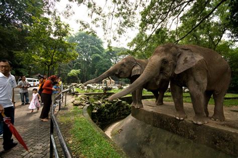 Malaysian national zoo is situated in ulu klang, close to national zoo of malaysia. Zoo Negara - Ampang, Selangor