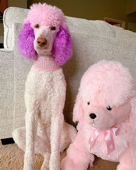 Celeb luxury viral colorditioner in vivid green has been my main conditioner between salon visits every time i have gone green in recent years. OPAWZ Semi-Permanent Dye in 2020 | Dog cat, Luxury pet ...