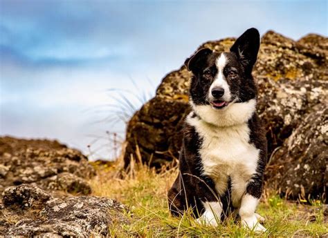 13 Popular Border Collie Mixes All Things Dogs