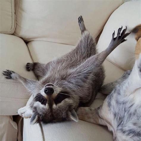 Adopted Raccoon Becomes Dogs Best Friend