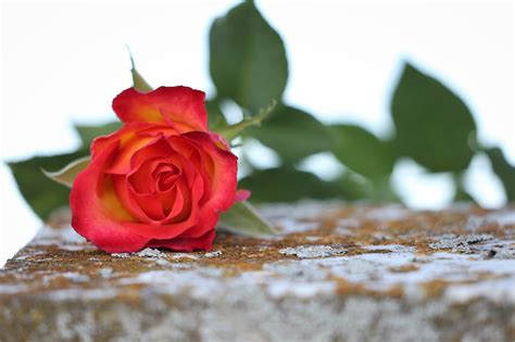 Download Over 999 Stunning Rose Images For Free Spectacular