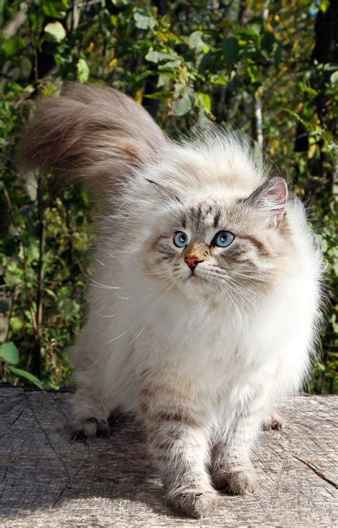 Siberian Cats A Complete Breed Review Kittens Cutest Cats And
