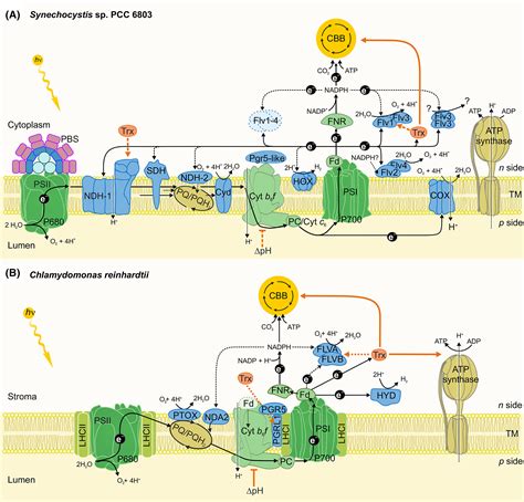 Regulatory Electron Transport Pathways Of Photosynthesis In