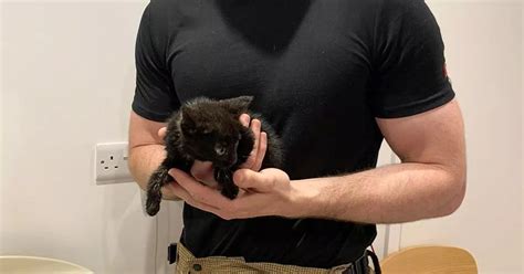 Tiny Kitten Survives 40 Mile Car Trip Under Bonnet After Driver Hears Meowing Mirror Online