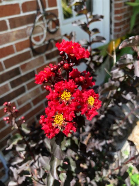 Cr Pe Myrtle Beautiful Gardens Garden Crepe Myrtle