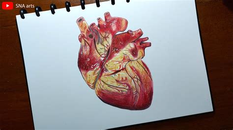 Human Heart Drawings With Color