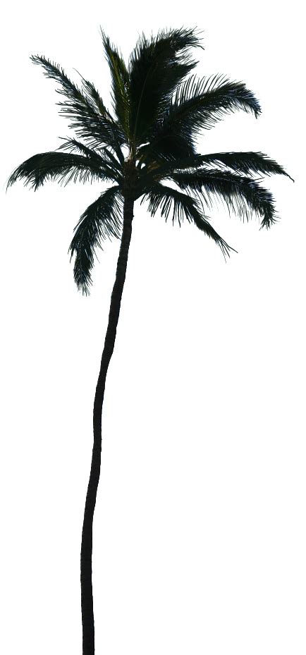 Palm Trees Vector Graphics Coconut Transparency Palm Trees Png Tree