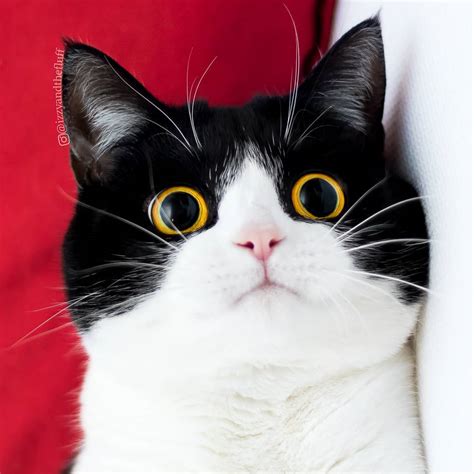 Join millions of people using oodle to find kittens for adoption, cat and kitten listings, and other pets adoption. Meet Izzy, The Cat With The Funniest Facial Expressions ...