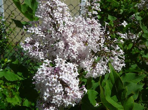 French Lilacs Blooming Today French Lilac Lilac Bloom