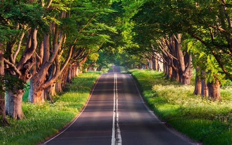 Wallpaper Sunlight Forest Nature Park Road Photography Green